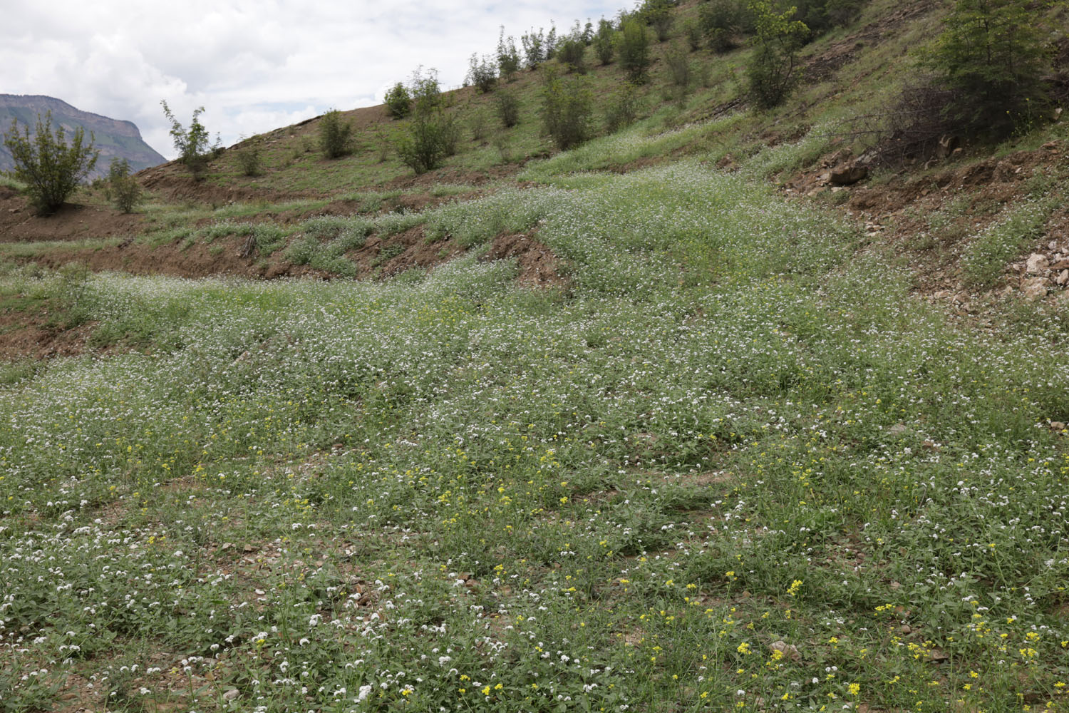 Долина Ирганайского вдхр., image of landscape/habitat.