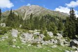 Большое Алматинское ущелье, image of landscape/habitat.