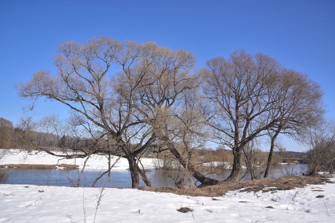 Устье ручья Чёлоховский, изображение ландшафта.