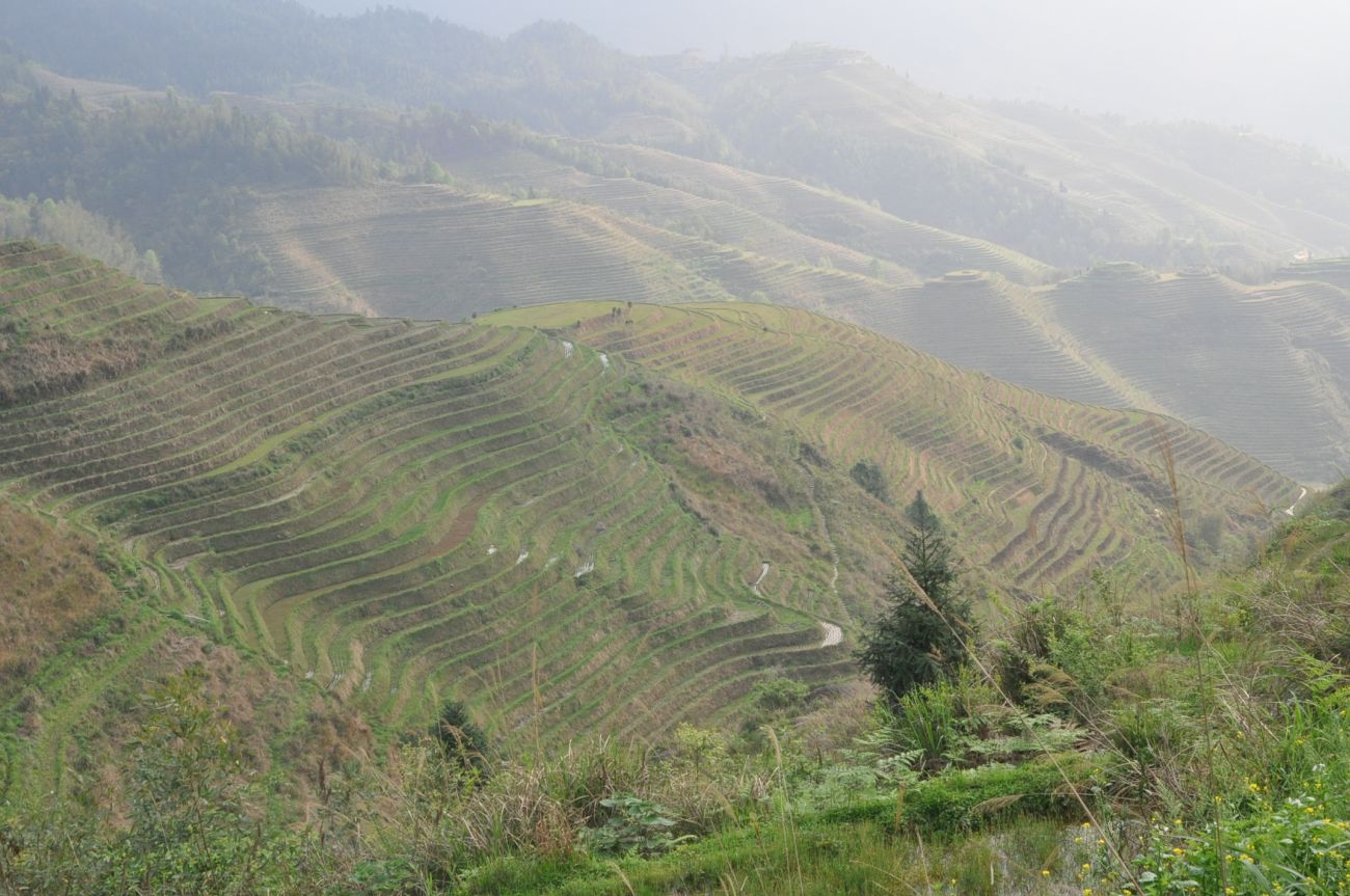 Рисовые террасы Дажай, image of landscape/habitat.