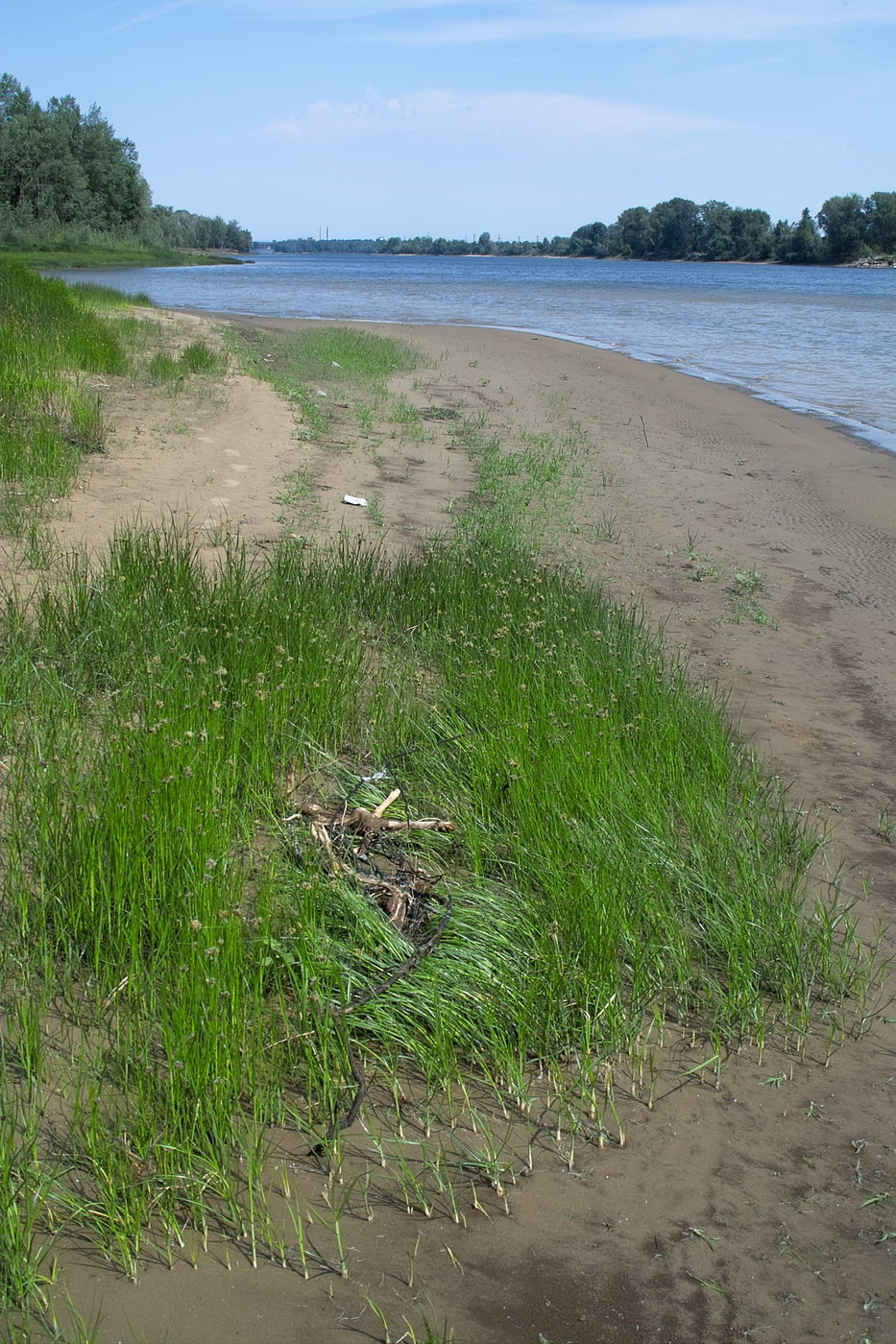 Балаково, image of landscape/habitat.