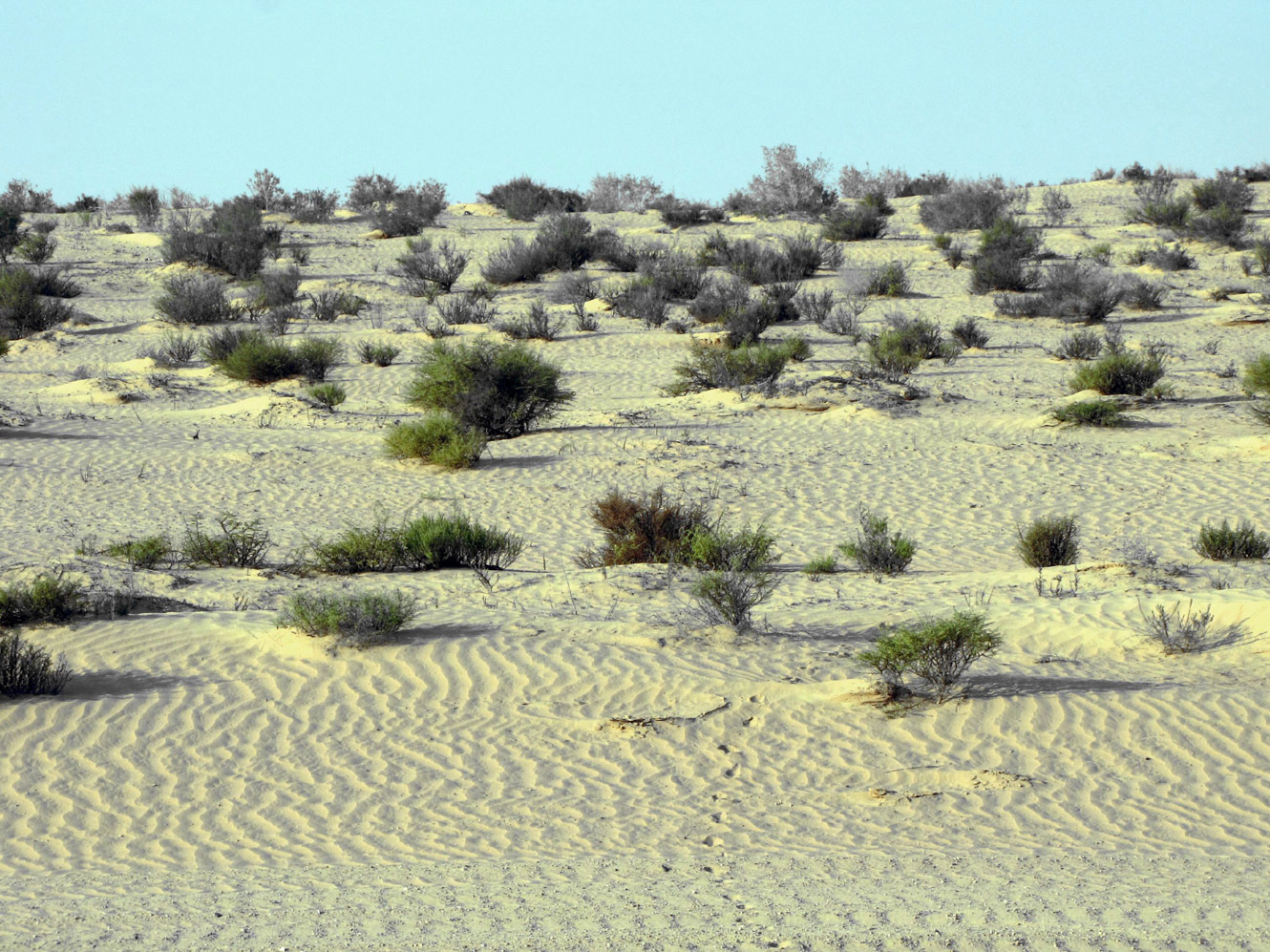Пески Халуца (Холёт Халюца), image of landscape/habitat.