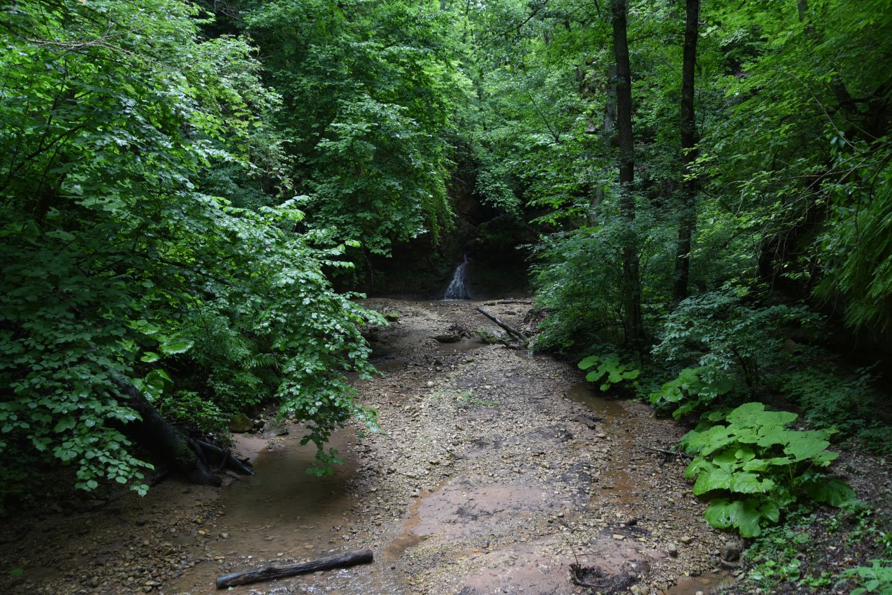 Долина ручья Бачурина, image of landscape/habitat.