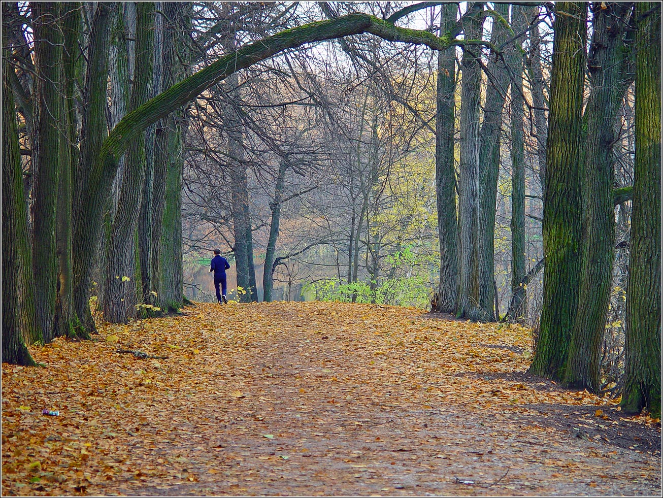 Кузьминский лесопарк, image of landscape/habitat.