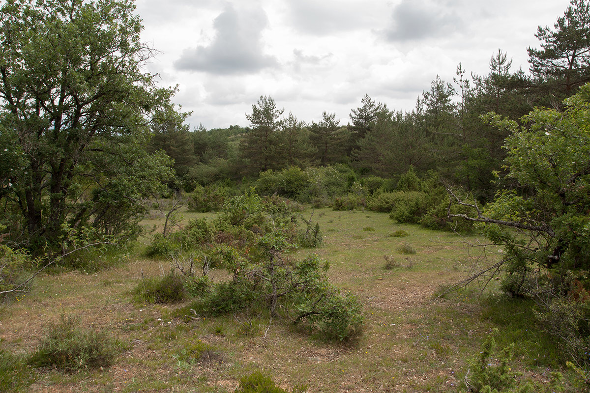 Окрестности Гопехи, image of landscape/habitat.