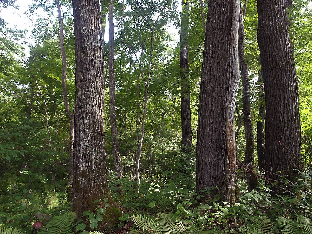 Кордон Америка, image of landscape/habitat.