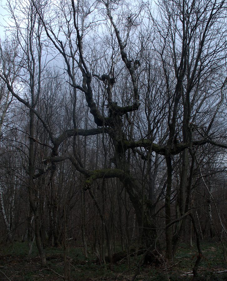 Хребет Синатория, image of landscape/habitat.