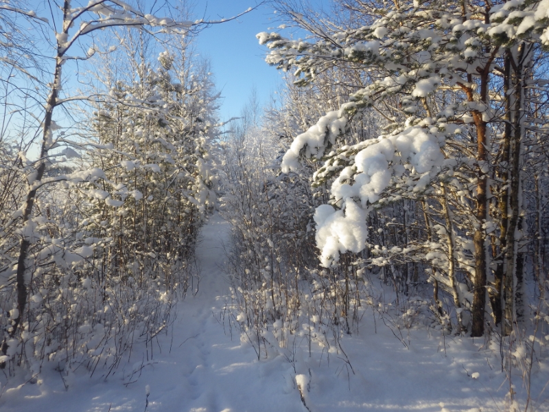 Лаппелово, image of landscape/habitat.