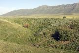 Истоки Арыси, image of landscape/habitat.