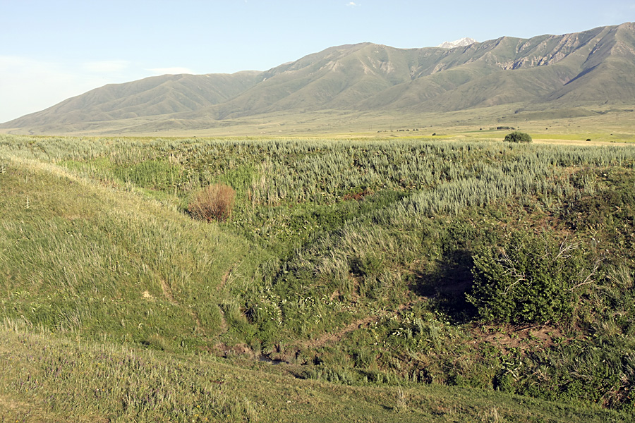 Истоки Арыси, image of landscape/habitat.
