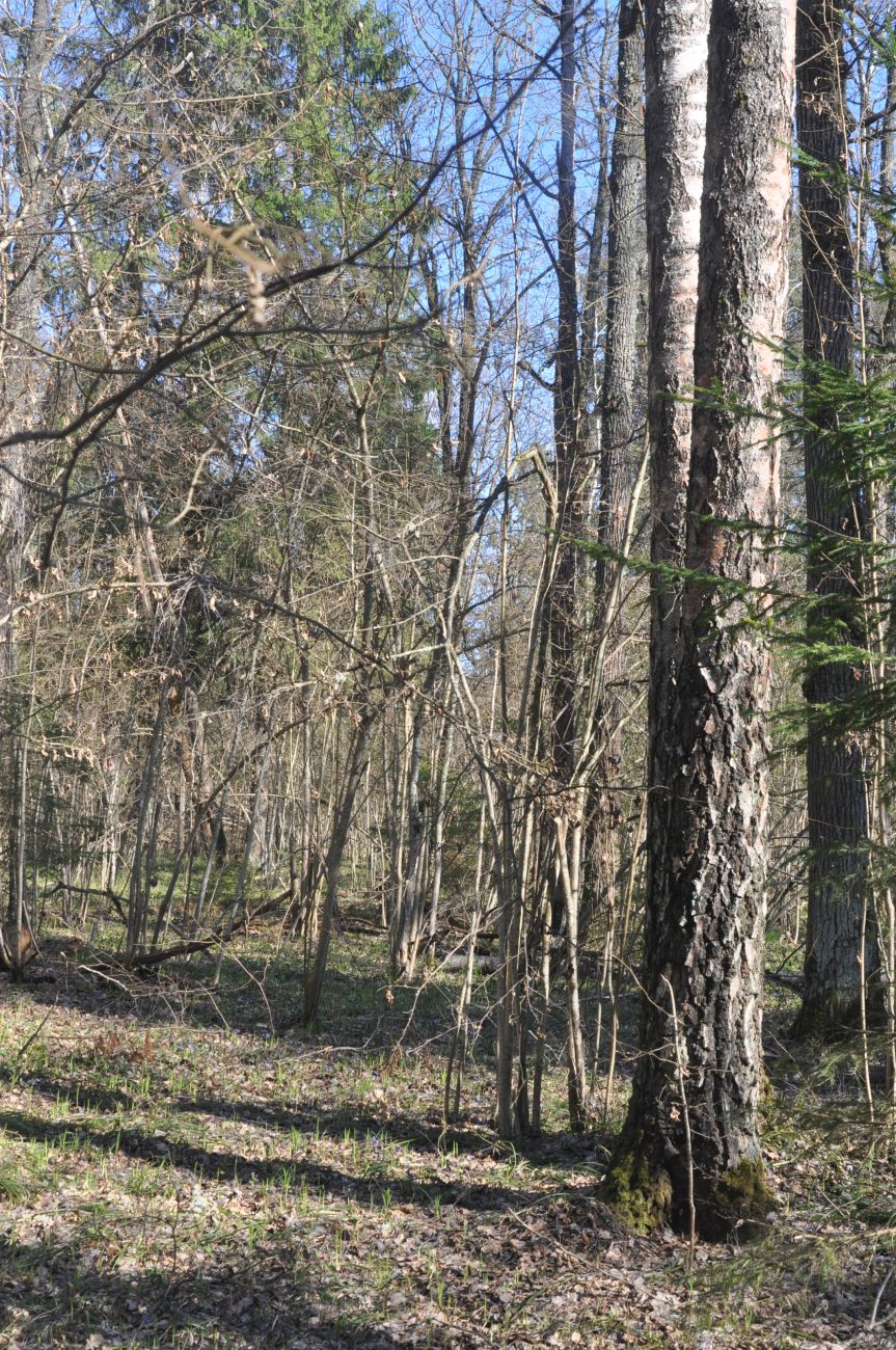 Лес близ Чёлоховского ручья, image of landscape/habitat.