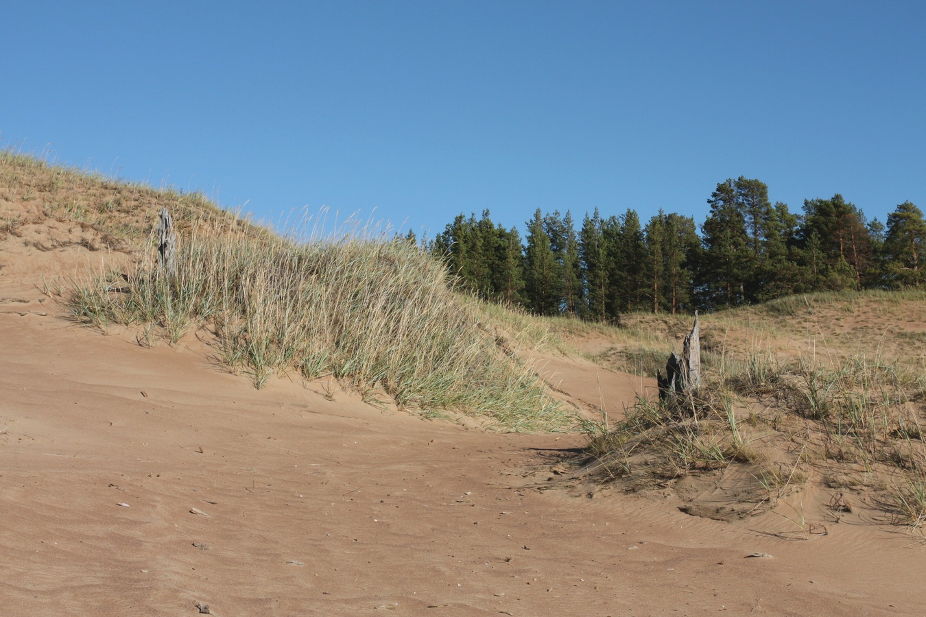 Устье Тулоксы, image of landscape/habitat.