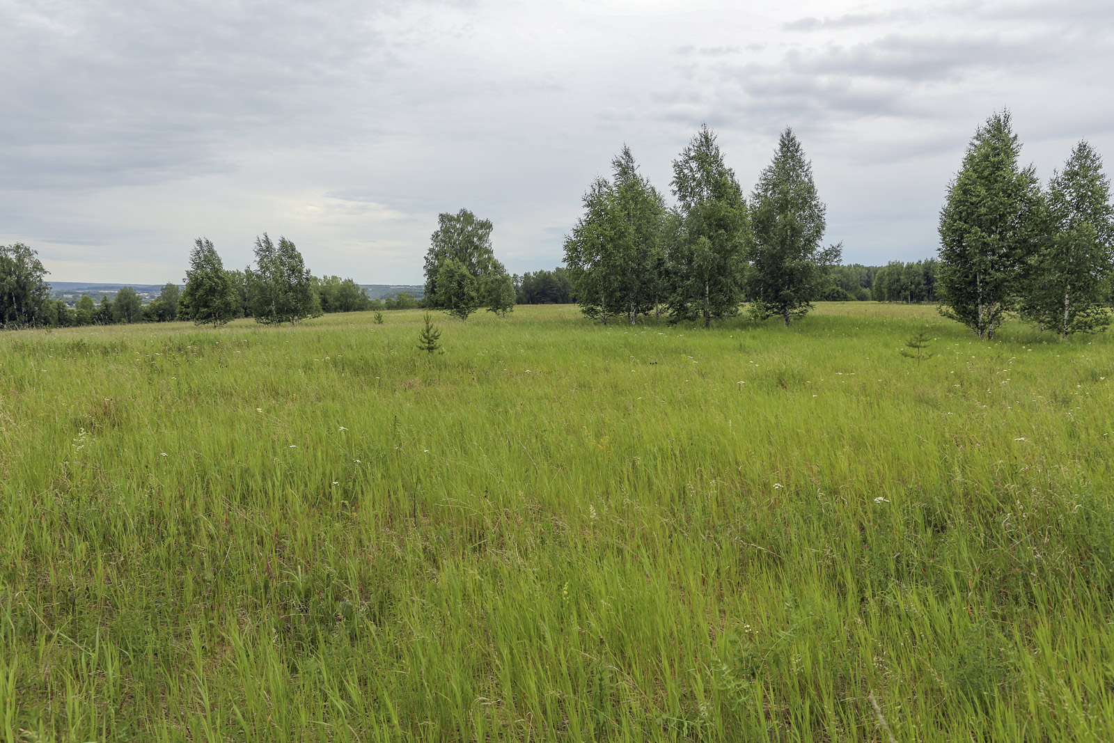 Спасская гора и её окрестности, image of landscape/habitat.