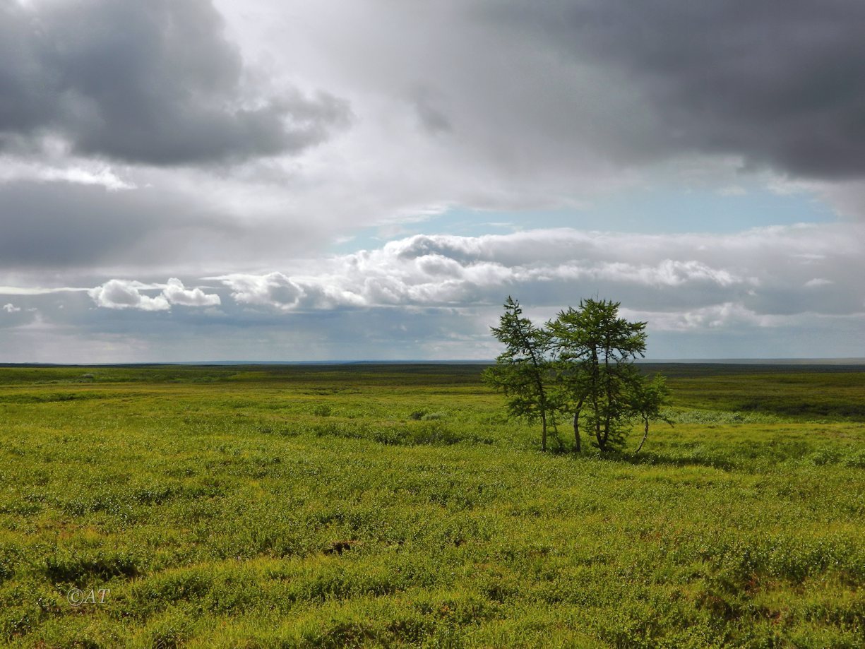 Юнковож, image of landscape/habitat.