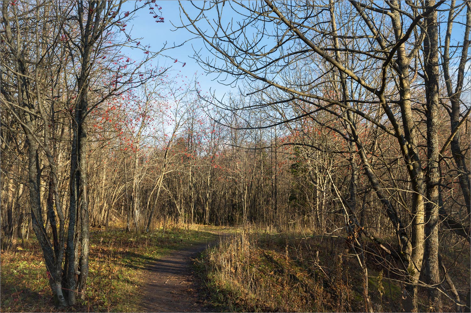 Дудергофские высоты, image of landscape/habitat.