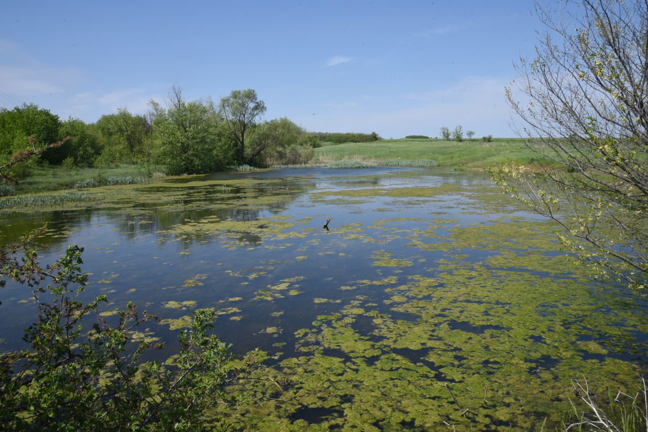 Окрестности села Провалье, image of landscape/habitat.