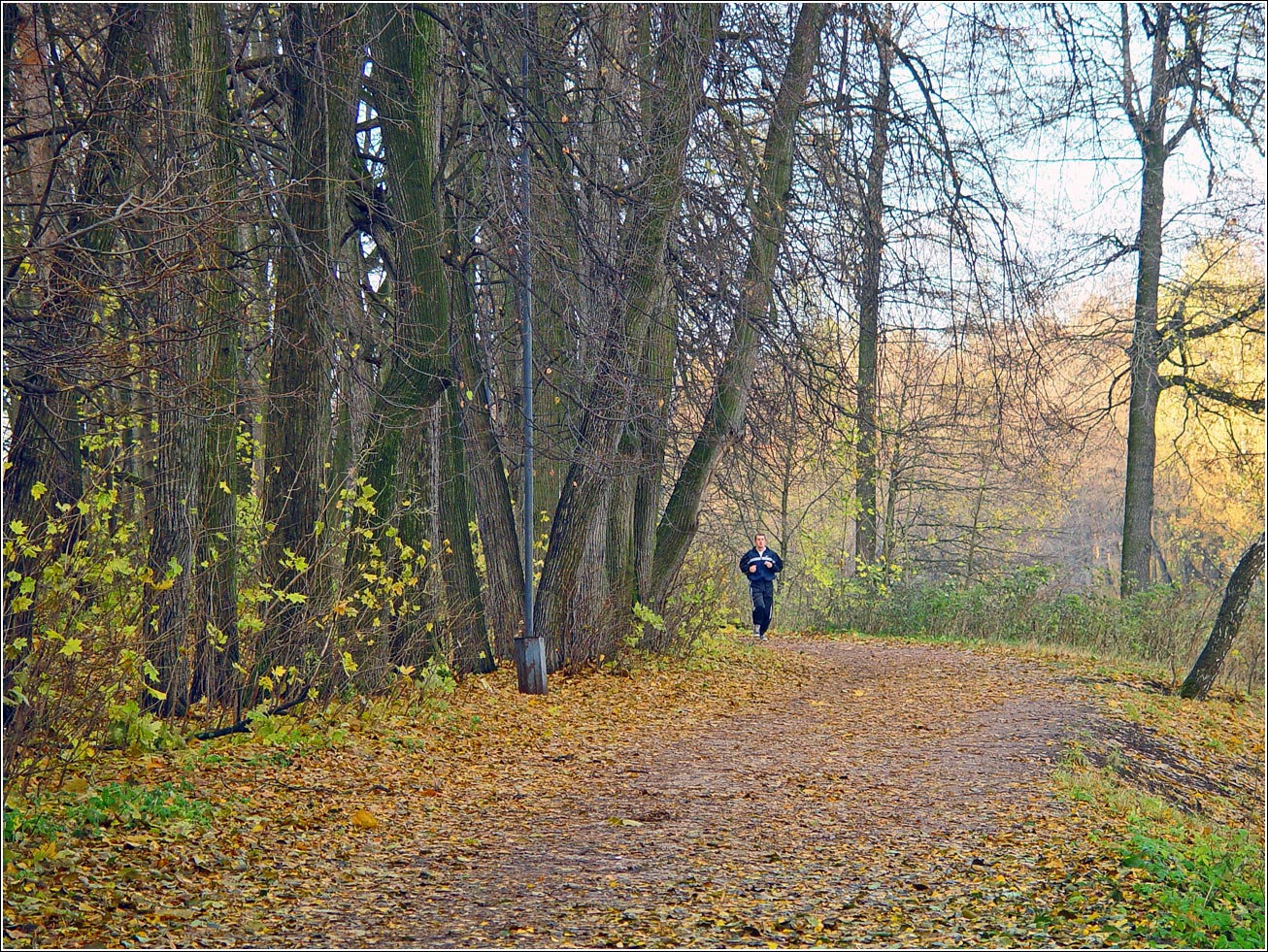 Кузьминский лесопарк, image of landscape/habitat.