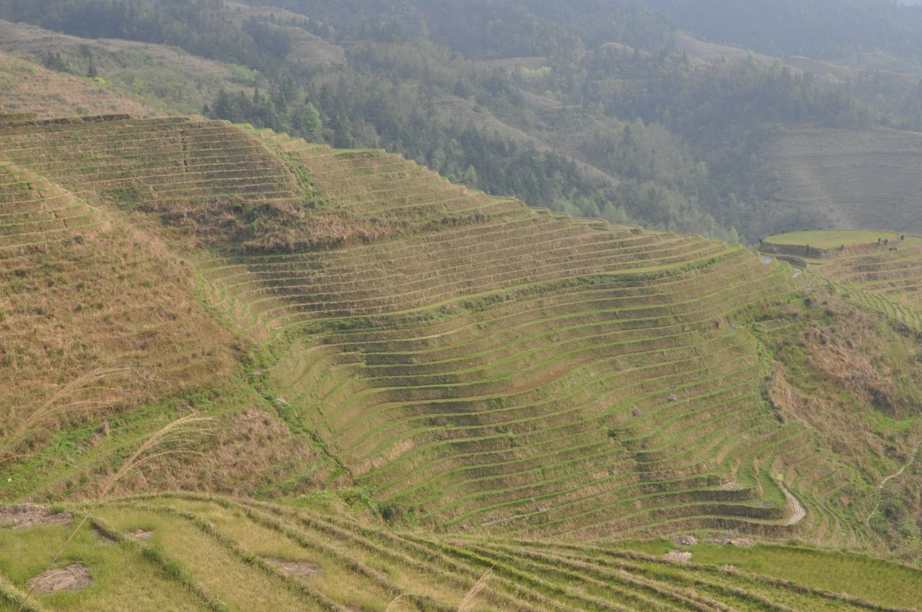 Рисовые террасы Дажай, image of landscape/habitat.