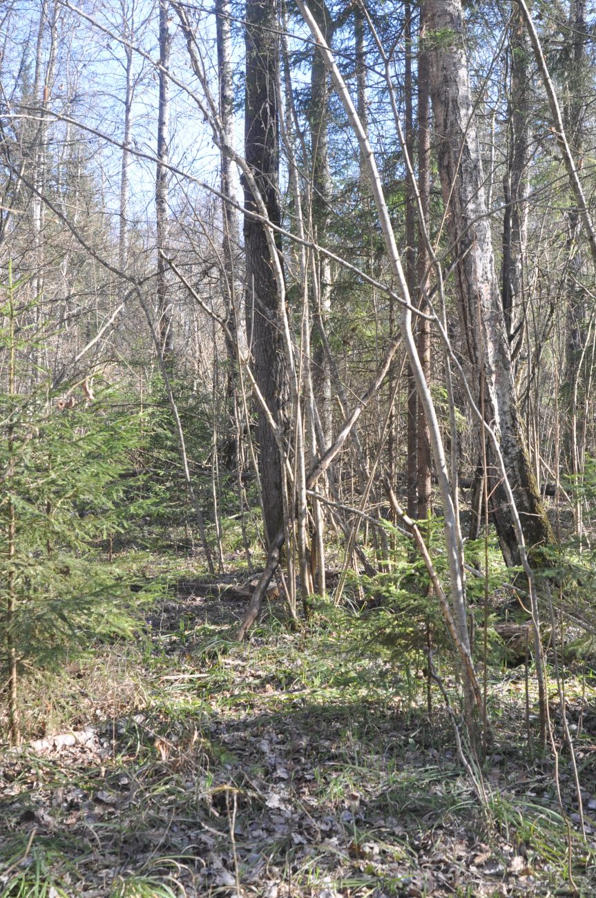 Лес близ Чёлоховского ручья, image of landscape/habitat.