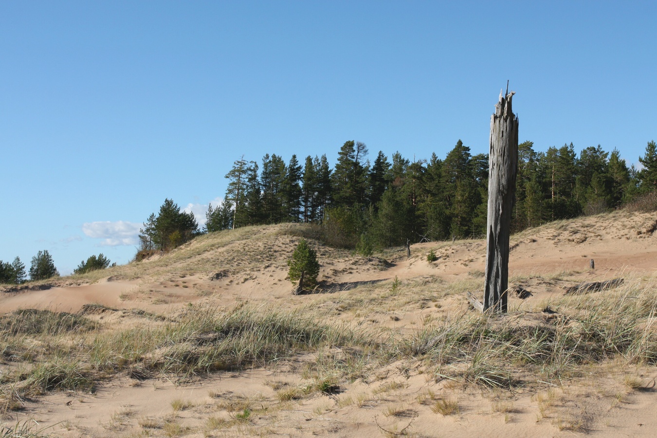 Устье Тулоксы, image of landscape/habitat.