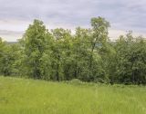 Спасская гора и её окрестности, image of landscape/habitat.