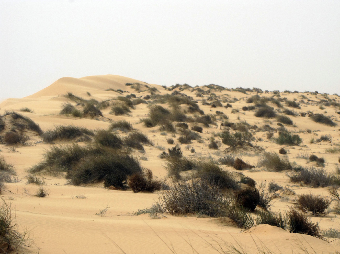 Пески Халуца (Холёт Халюца), image of landscape/habitat.