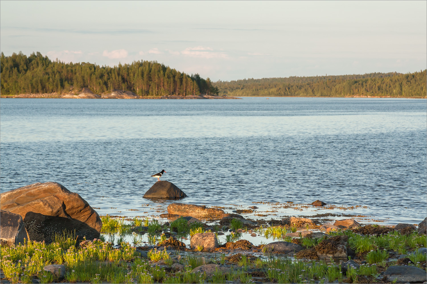 Чкаловский, image of landscape/habitat.
