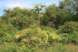 Южно-Сахалинск, image of landscape/habitat.
