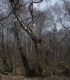 Хребет Синатория, image of landscape/habitat.