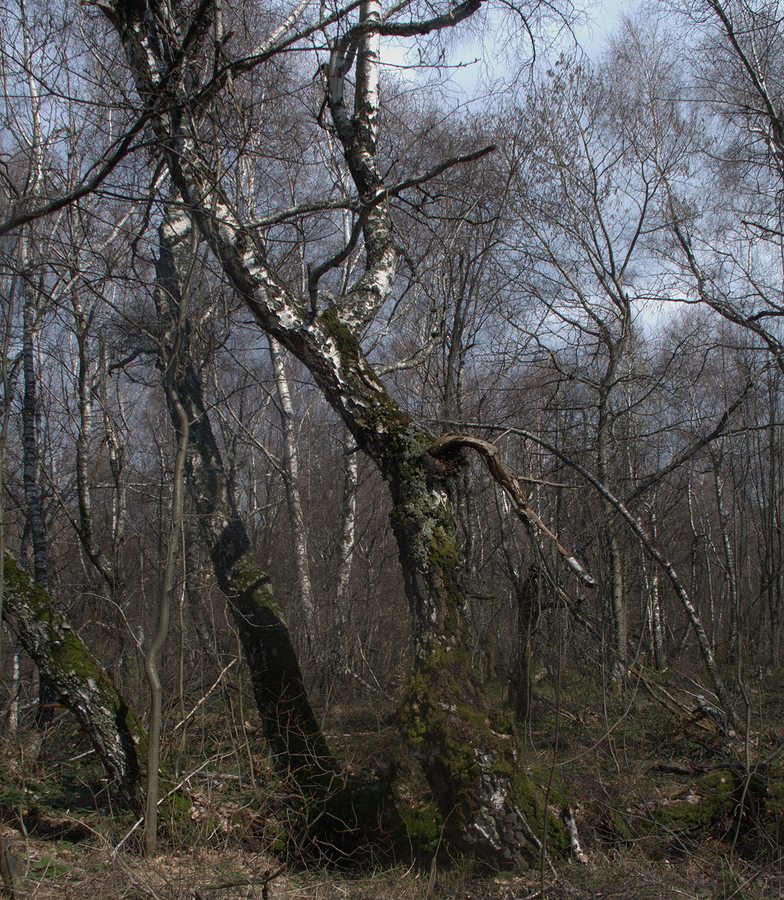 Хребет Синатория, изображение ландшафта.