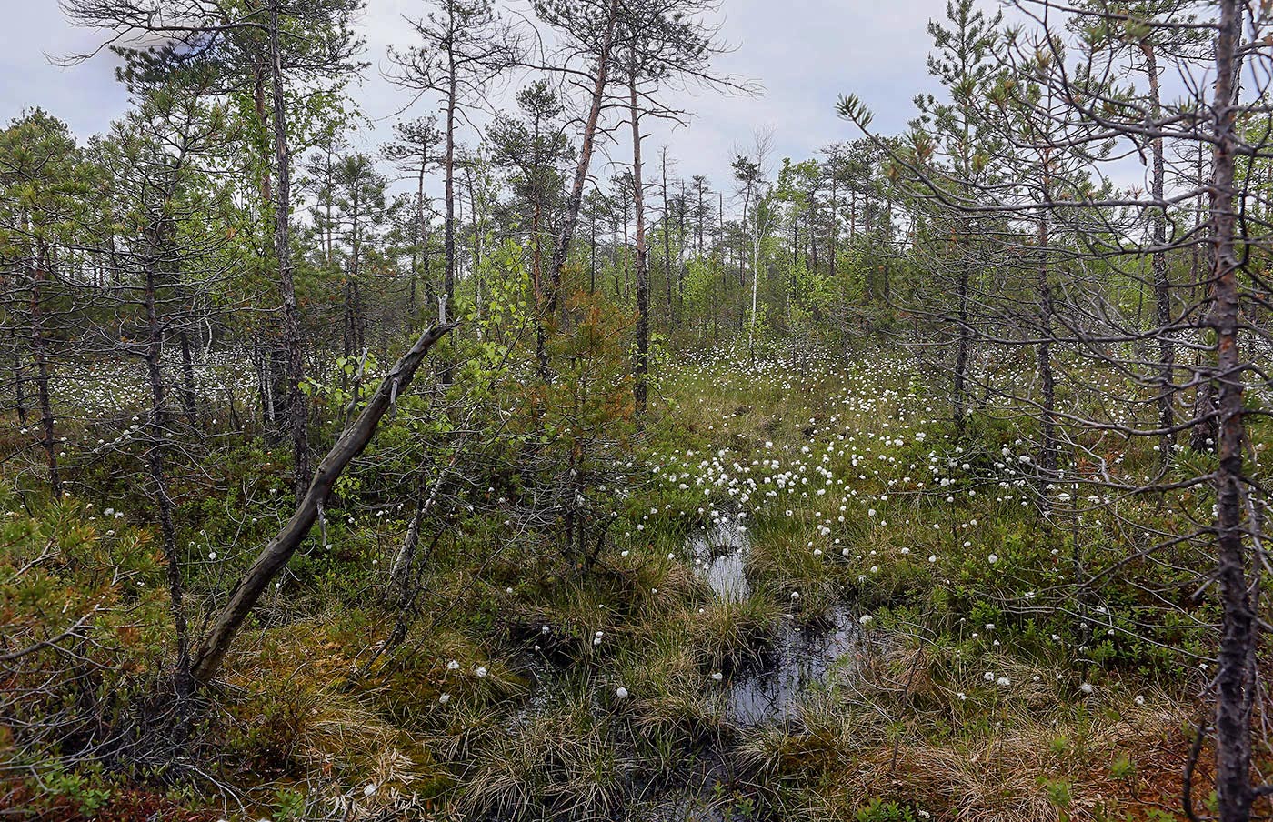 Окрестности Краснокамска, image of landscape/habitat.