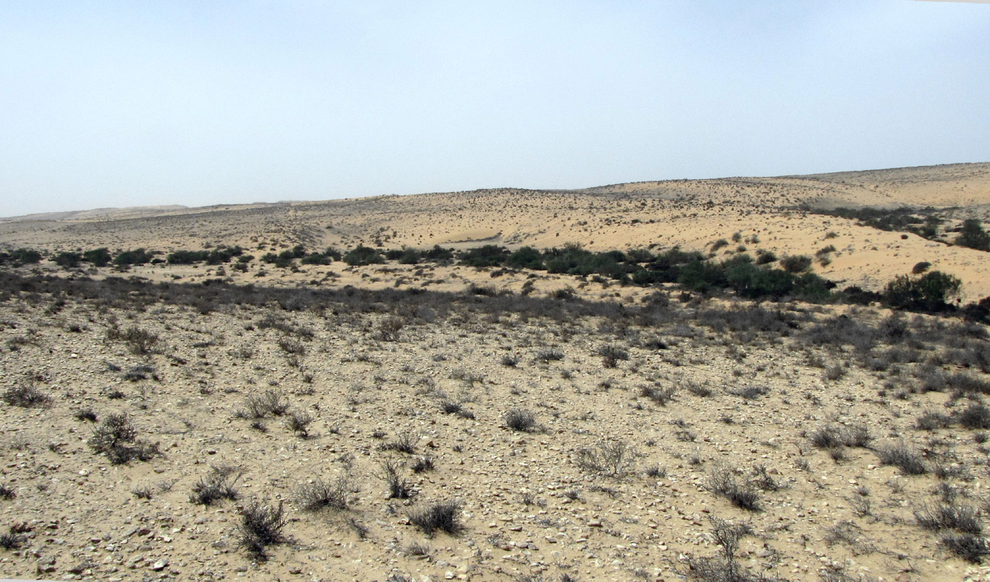 Пески Халуца (Холёт Халюца), image of landscape/habitat.