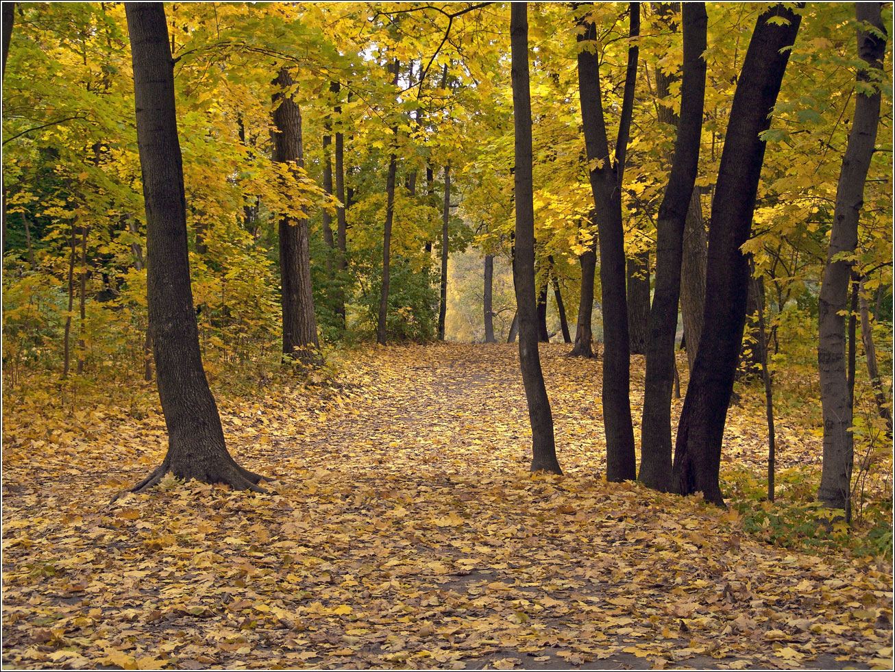 Кузьминский лесопарк, image of landscape/habitat.