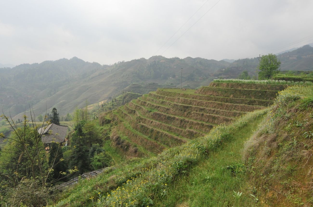 Рисовые террасы Дажай, image of landscape/habitat.