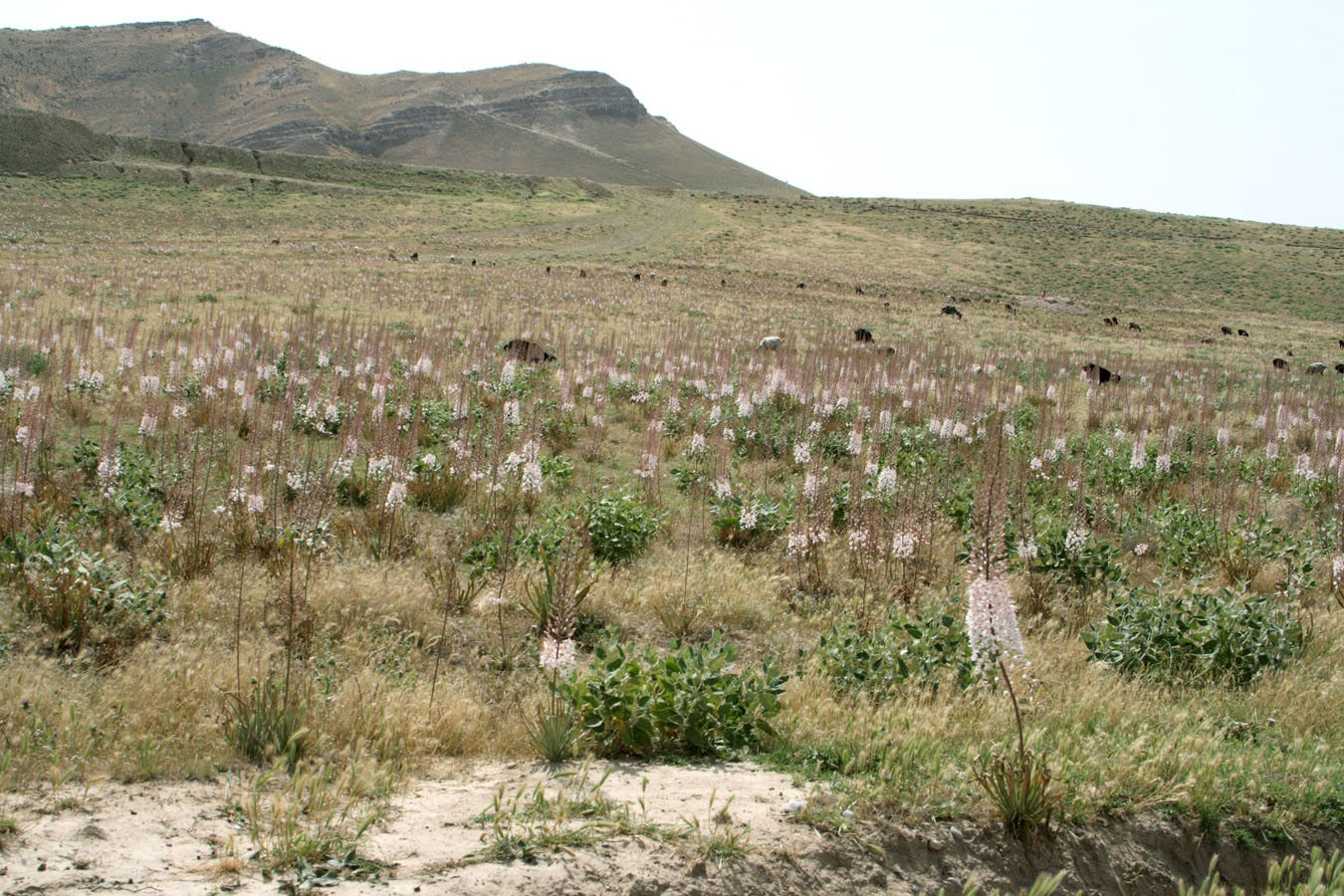 Окрестности зимовки Кошкудук, image of landscape/habitat.