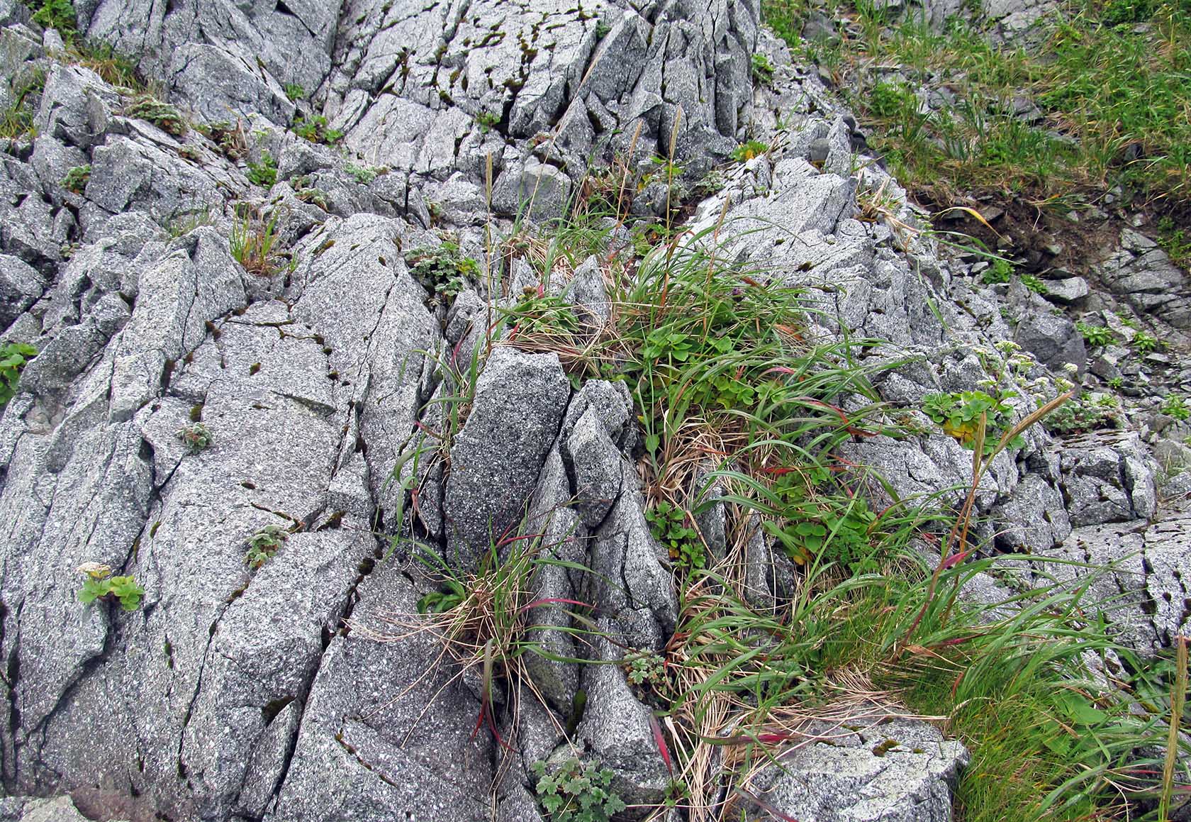 Остров Медный, image of landscape/habitat.