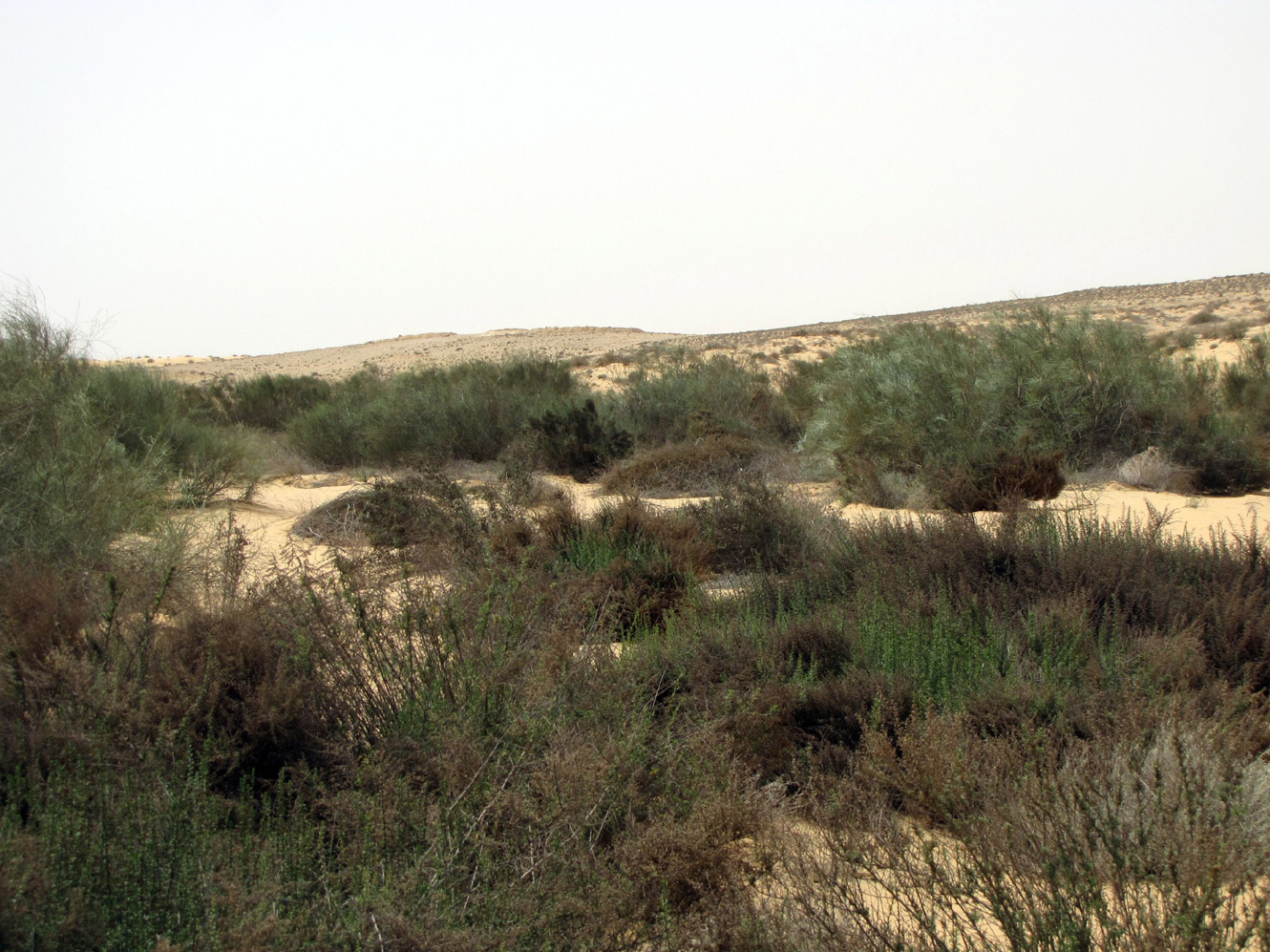 Пески Халуца (Холёт Халюца), изображение ландшафта.