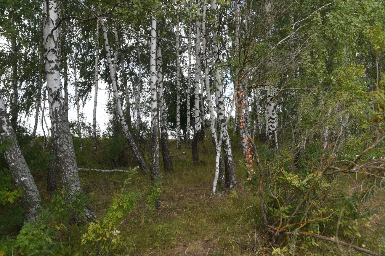 Нижняя часть долины Паники, image of landscape/habitat.