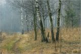 Кузьминский лесопарк, image of landscape/habitat.