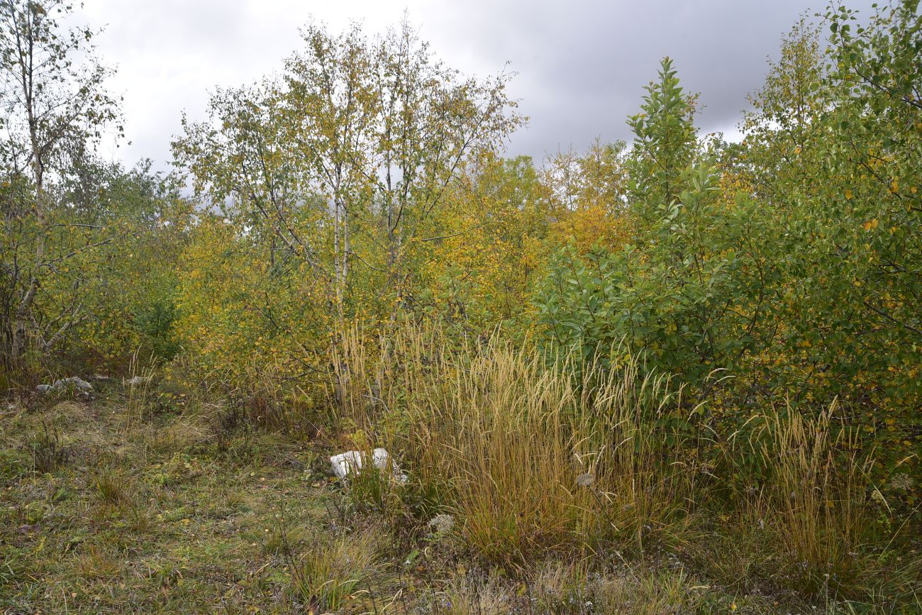 Окрестности ретранслятора, image of landscape/habitat.