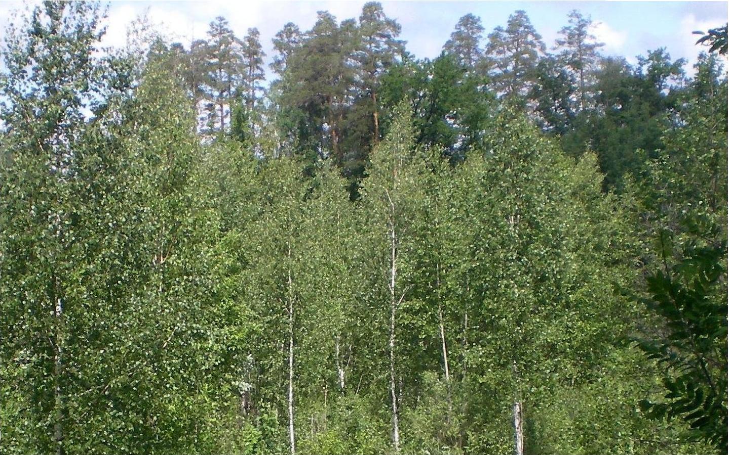 Окрестности города Заречного, image of landscape/habitat.