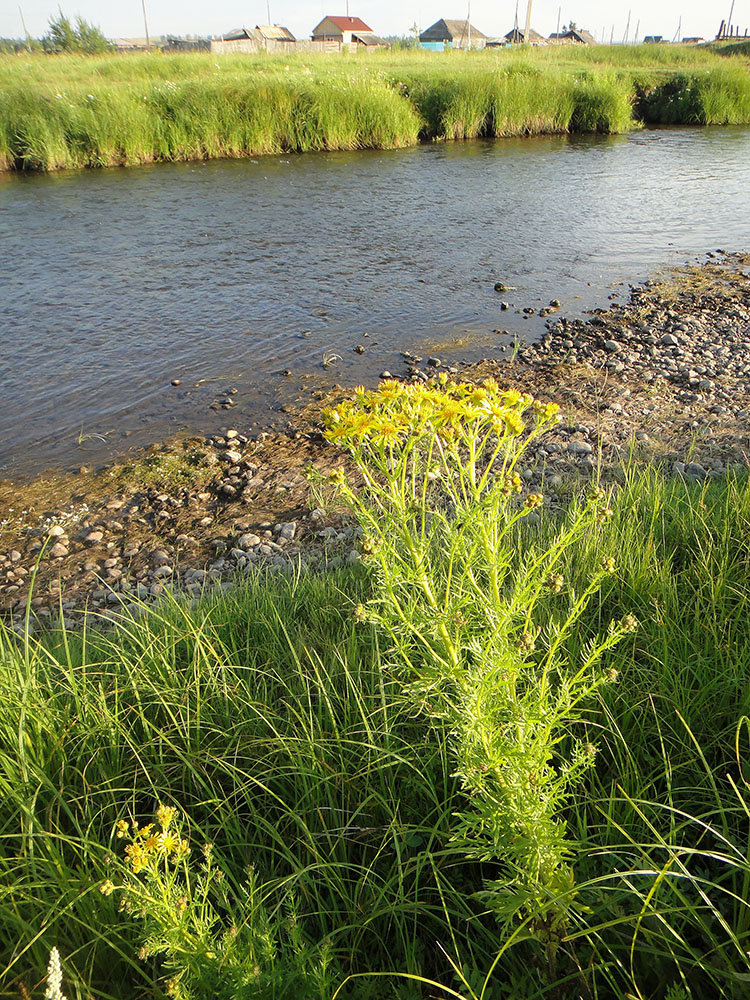 Позднякова, image of landscape/habitat.