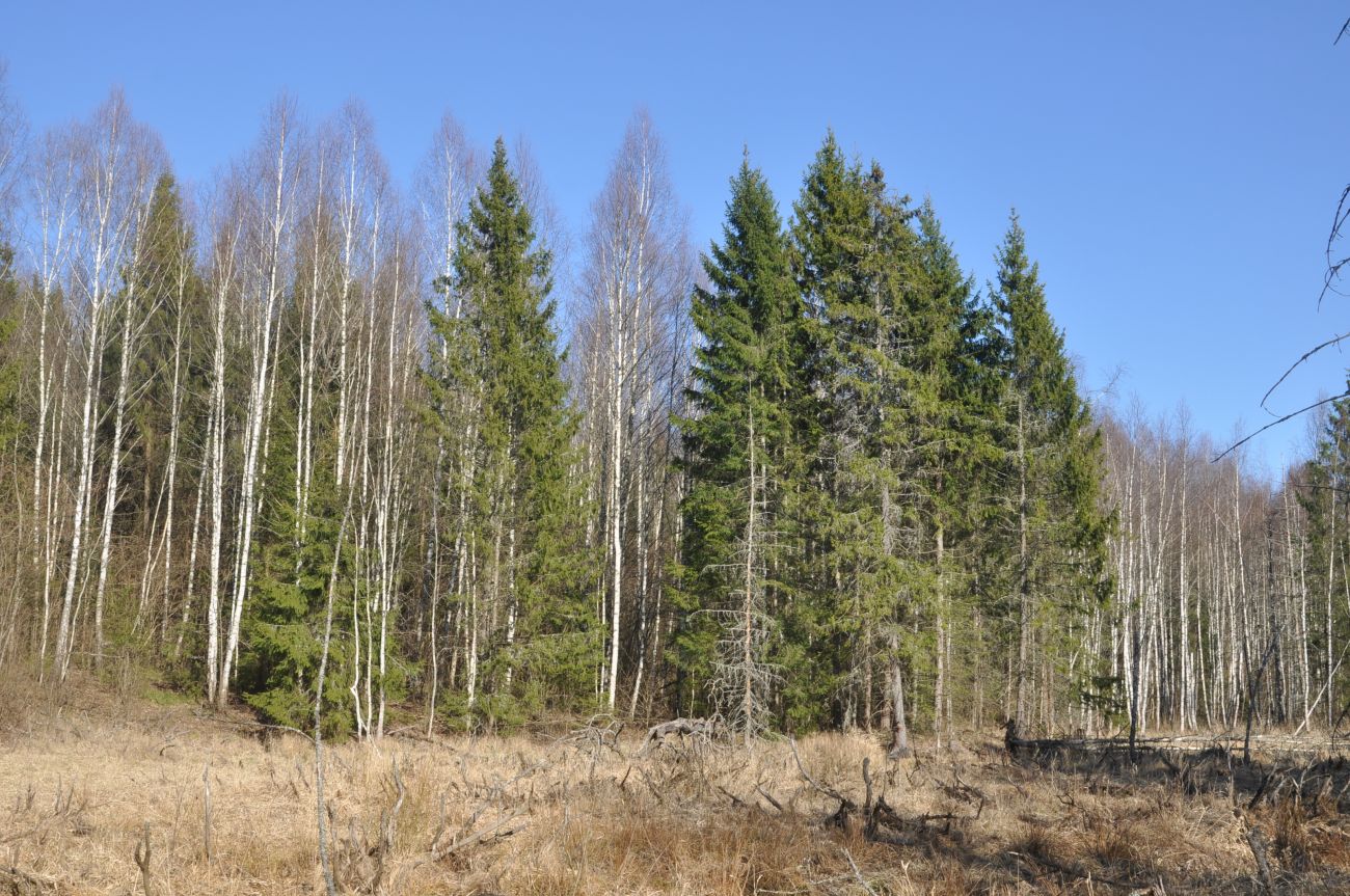 Лес близ Чёлоховского ручья, image of landscape/habitat.