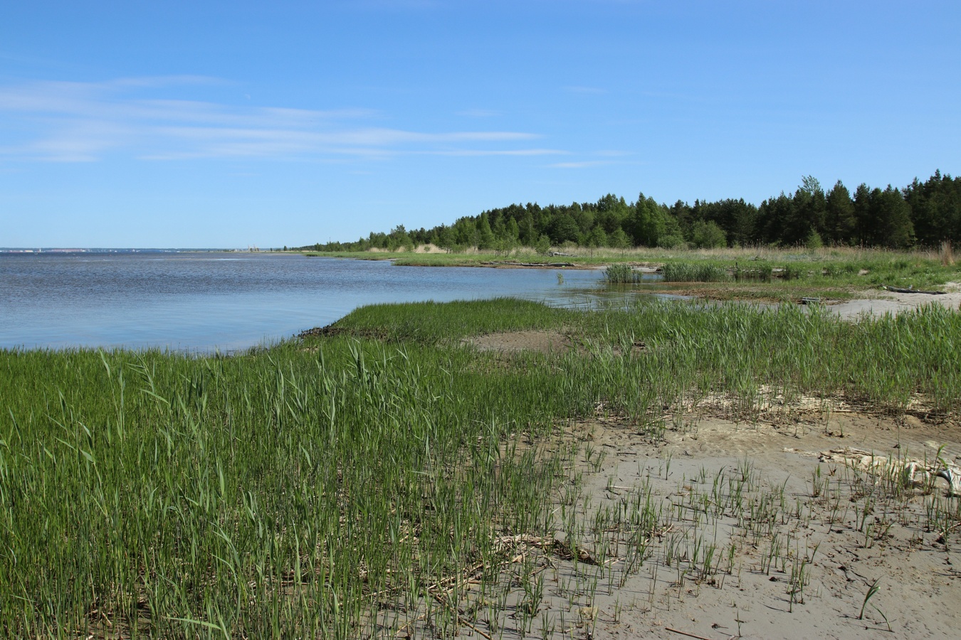 Окрестности деревни Выбье, image of landscape/habitat.