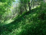 Кондара, image of landscape/habitat.