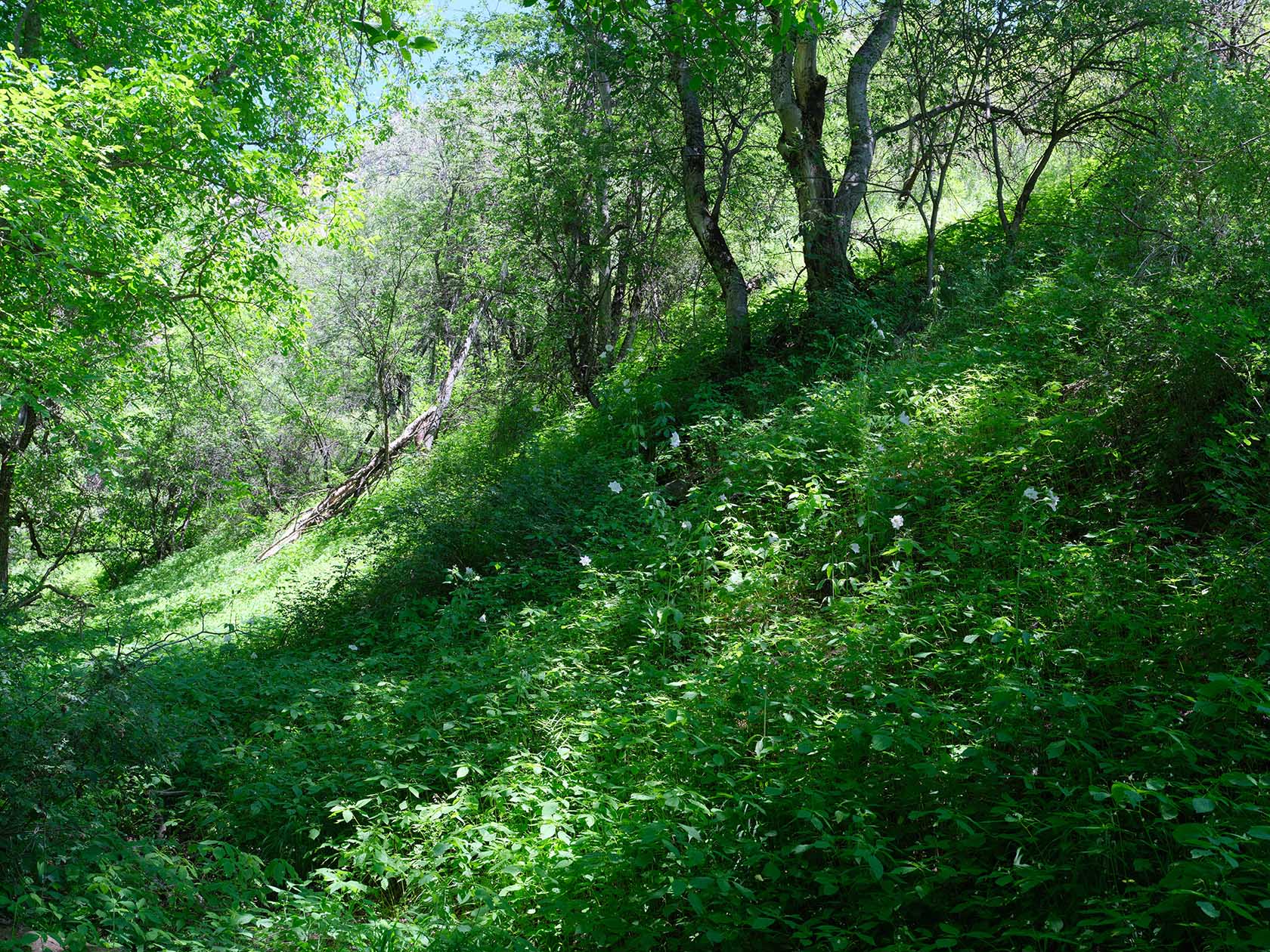 Кондара, image of landscape/habitat.