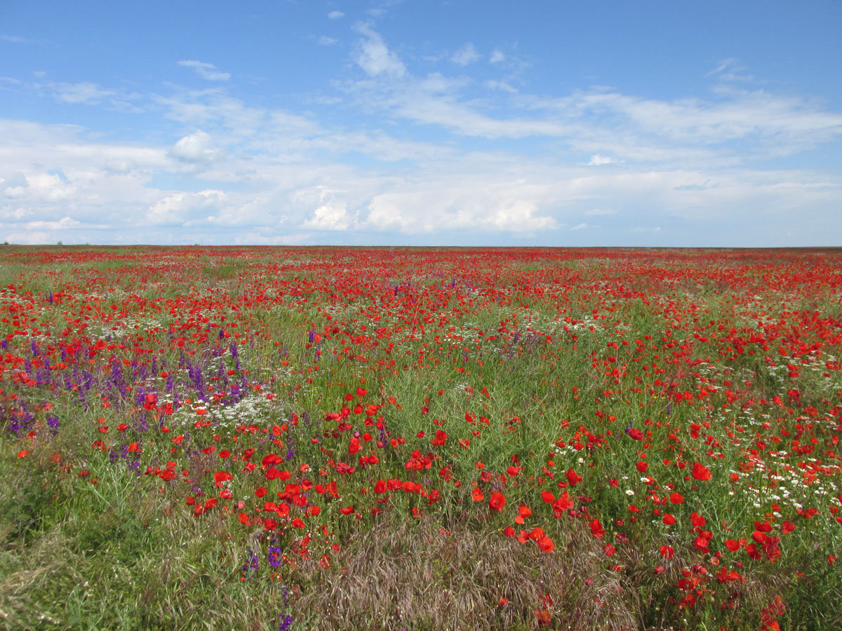 Арабатская стрелка, image of landscape/habitat.