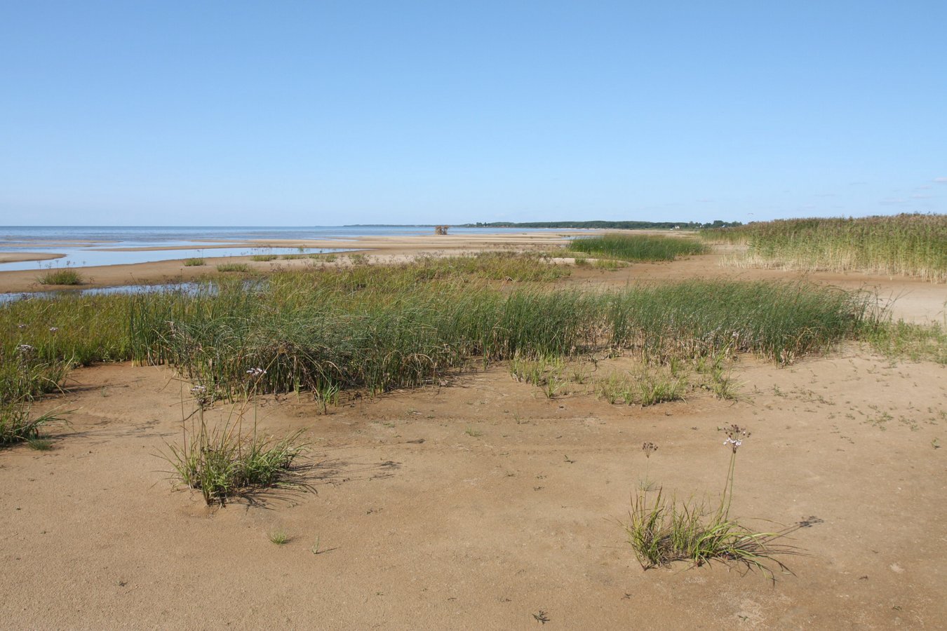 Спицино, image of landscape/habitat.
