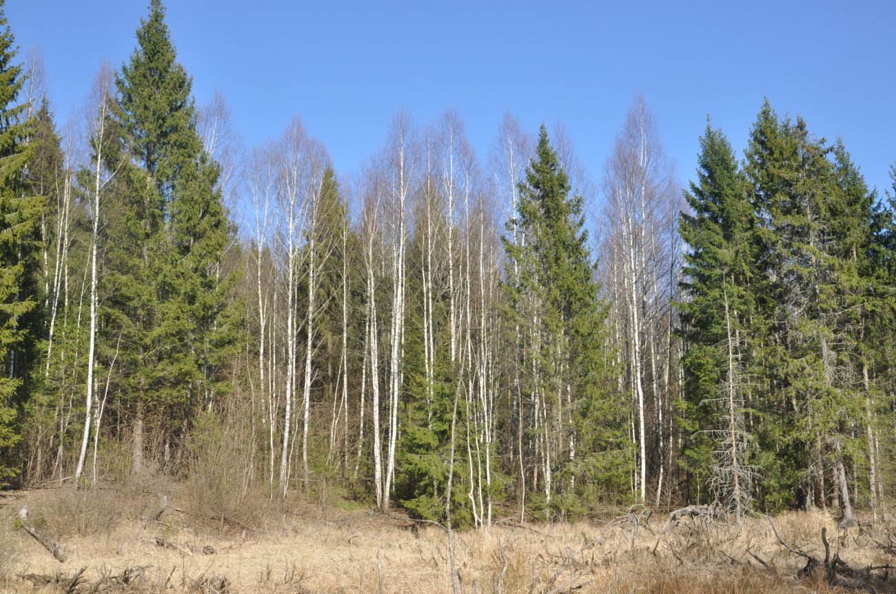 Лес близ Чёлоховского ручья, image of landscape/habitat.