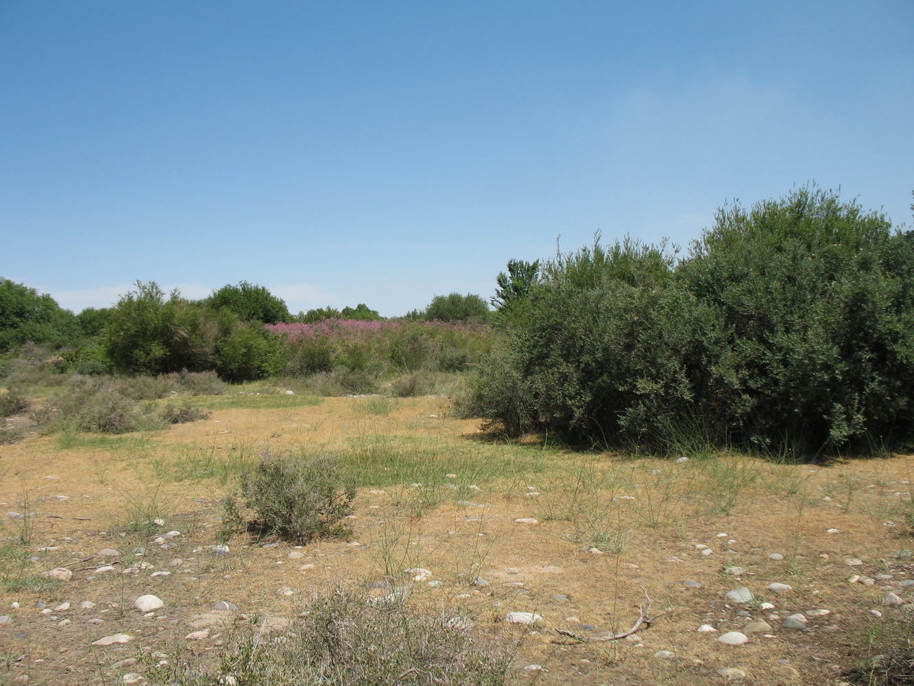 Асса, image of landscape/habitat.